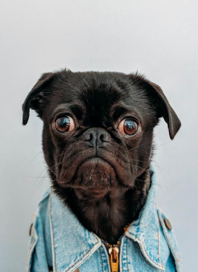 Cute dog